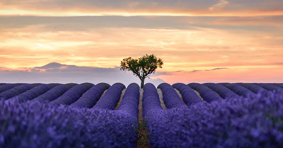 Picturesque lavender fields in Provence, France, with neatly ordered rows of purple blooms leading to a lone tree on the horizon at sunset.
